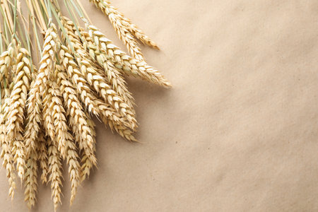 Many wheat spikes on paper background, above view. Space for textの写真素材