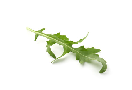 Fresh ripe green arugula leaf isolated on whiteの写真素材