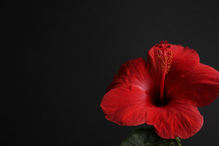 Beautiful red hibiscus flower bud on black background, closeup. Space for textの写真素材