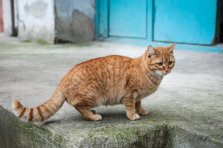 Lonely stray cat outdoors. Pet homelessness problemの写真素材