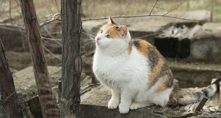 Lonely stray cat outdoors. Pet homelessness problemの写真素材