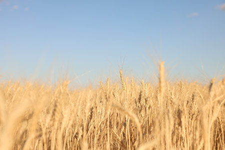 Golden wheat ears growing in field under blue sky, closeupの写真素材