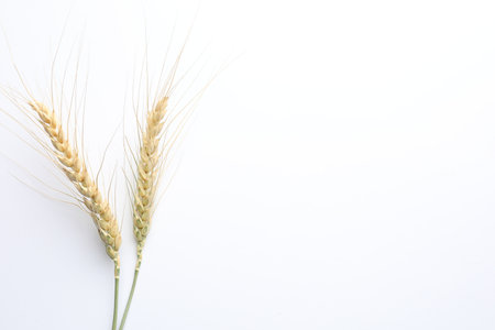 Wheat spikes on white background, flat lay. Space for textの写真素材