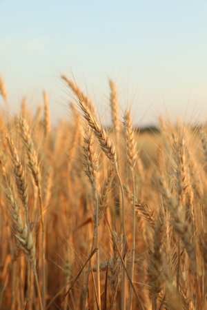 Golden wheat ears growing in field, closeupの写真素材