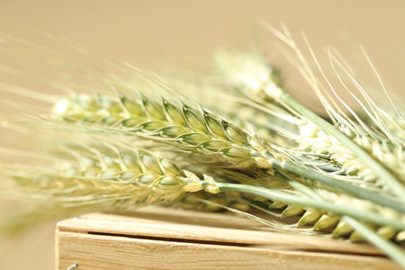 Green wheat spikes on wooden crate against beige background, macro viewの写真素材