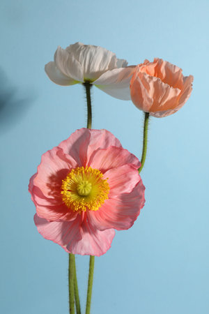 Beautiful poppy flowers on light blue background, closeupの写真素材