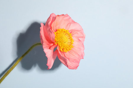 One beautiful poppy flower on light background, closeupの写真素材