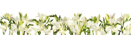 Many beautiful freesia flowers on white backgroundの写真素材