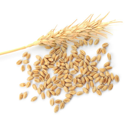 Wheat grains and spikelet on white background, top viewの写真素材