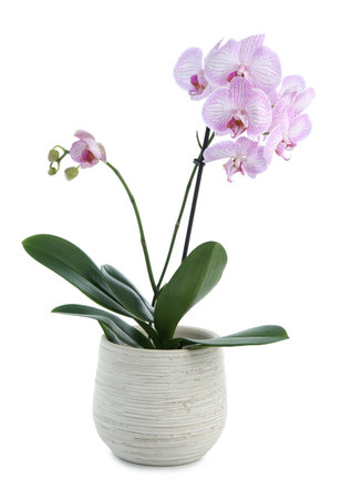 Beautiful orchid flower growing in pot isolated on whiteの写真素材