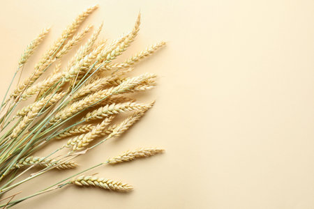 Many wheat spikes on beige background, flat lay. Space for text