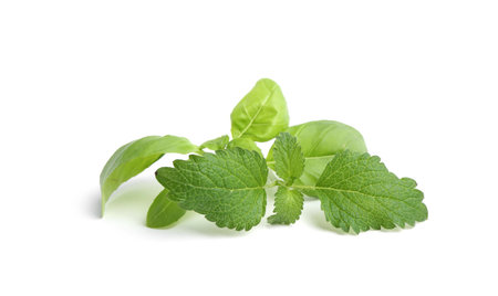 Different fresh green herbs isolated on white