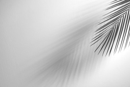 Tropical palm branch casting shadow on white wall. Black and white toning