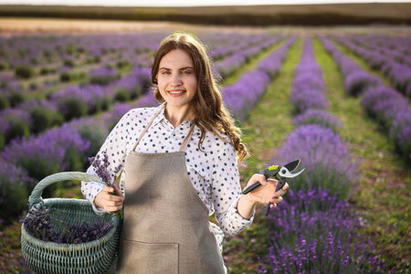 Beautiful young woman with basket of lavender flowers and pruning shears in fieldの写真素材