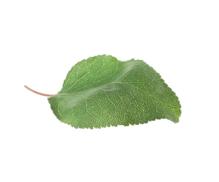 One green apricot leaf isolated on white