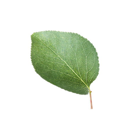 One green apricot leaf isolated on white