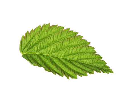 One green raspberry leaf isolated on white