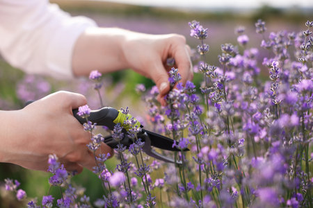 Woman pruning lavender flowers in field, closeup