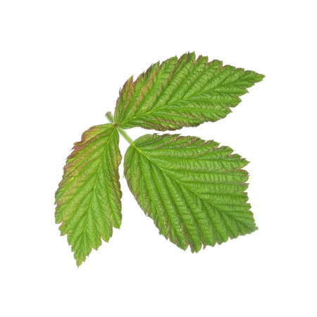 Sprig with green raspberry leaves isolated on white