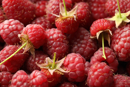 Many fresh ripe raspberries as background, closeup