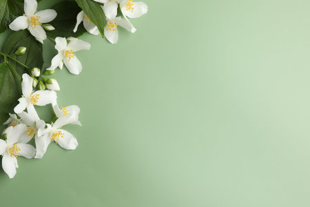 Beautiful jasmine flowers and leaves on green background, flat lay. Space for text