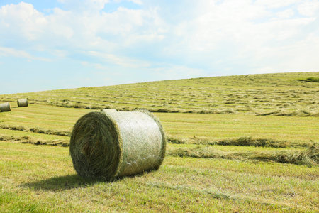 Hay bales on green grass in field. Space for text