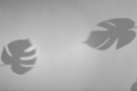Shadows of monstera leaves on white background. Black and white toning