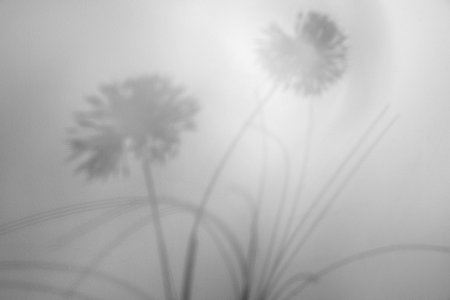 Shadows of flowers on white background. Black and white toning