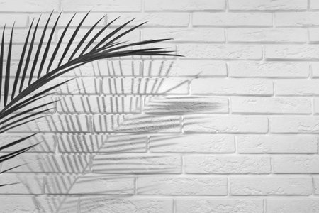 Tropical palm branch casting shadow on white brick wall. Black and white toningの写真素材