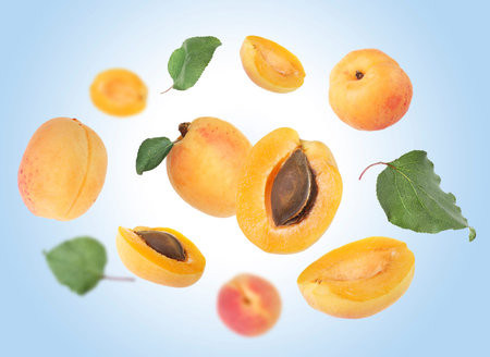 Fresh juicy apricots swirling in air against light blue backgroundの写真素材