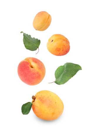 Fresh juicy apricots falling against white backgroundの写真素材