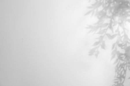 Shadow of plant on white background. Black and white toning
