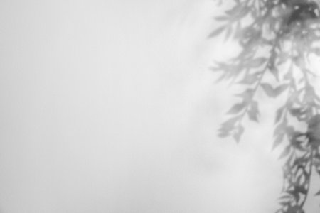 Shadow of plant on white background. Black and white toning