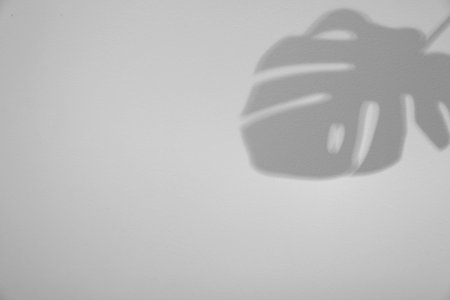 Shadow of monstera leaf on white background. Black and white toning