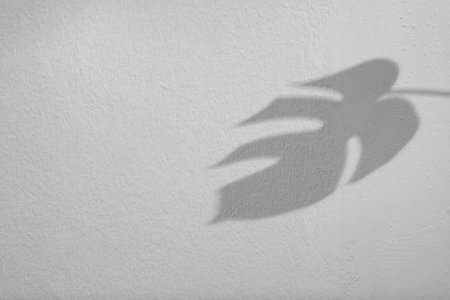 Shadow of monstera leaf on white background. Black and white toning
