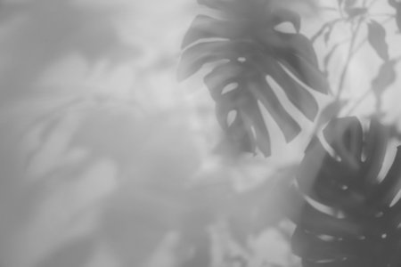 Shadows of tropical plants on white background. Black and white toning