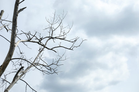Tree branches under cloudy sky, low angle view.の写真素材