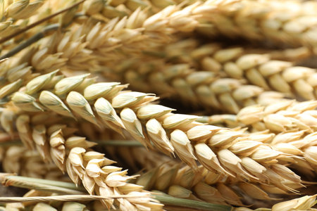 Many wheat spikes as background, closeup view