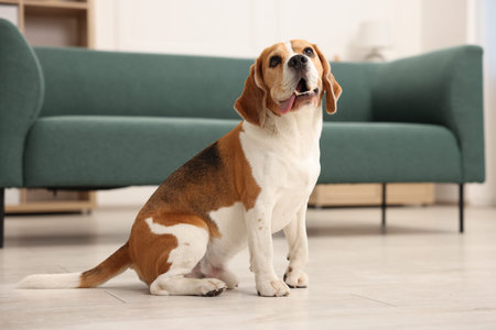 Cute Beagle dog sitting on floor at home