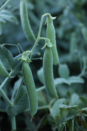 Ripe green pea pods growing outdoors, closeup