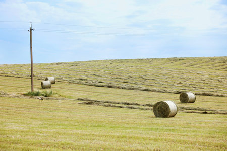Hay bales on green grass in field. Space for text