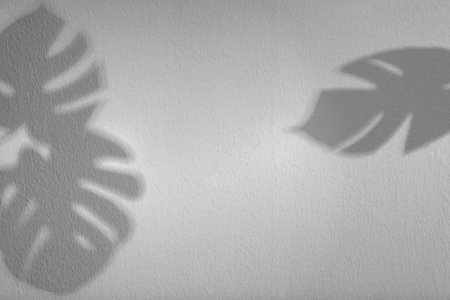 Shadows of monstera leaves on white background. Black and white toning