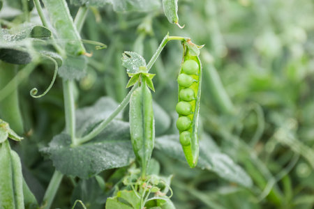 Ripe green pea pods growing outdoors, closeup