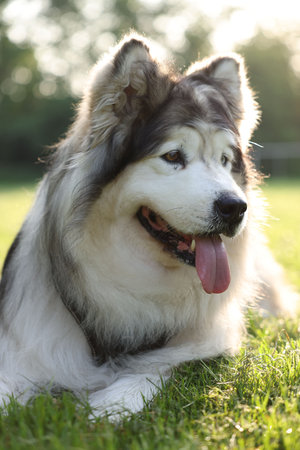 Adorable Alaskan malamute dog lying on green grass outdoors in morning, closeup