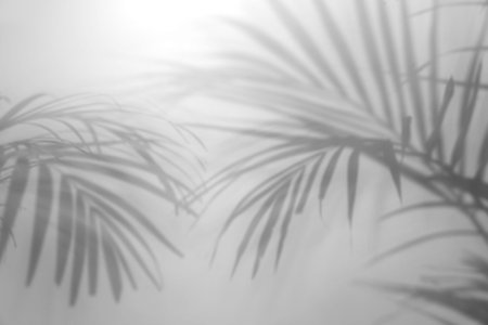 Shadows of tropical palm branches on white background. Black and white toning