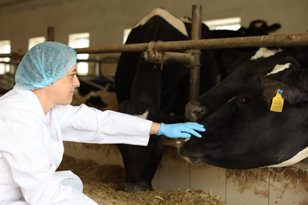 Veterinarian with cute cows inside cowshed in dairy farm