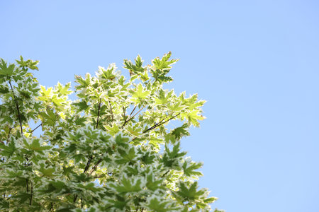 Beautiful tree branches with green leaves against blue sky, low angle view. Space for text