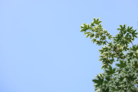 Beautiful tree branches with green leaves against blue sky, low angle view. Space for text