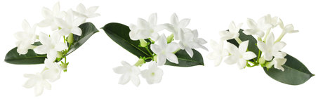 jasmine flowers and leaves isolated on white, setの写真素材