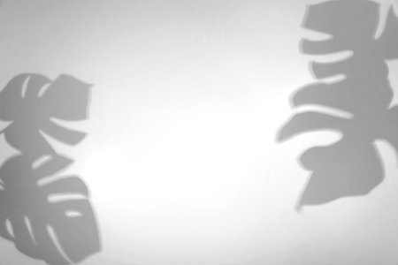 Shadows of monstera leaves on white background. Black and white toning